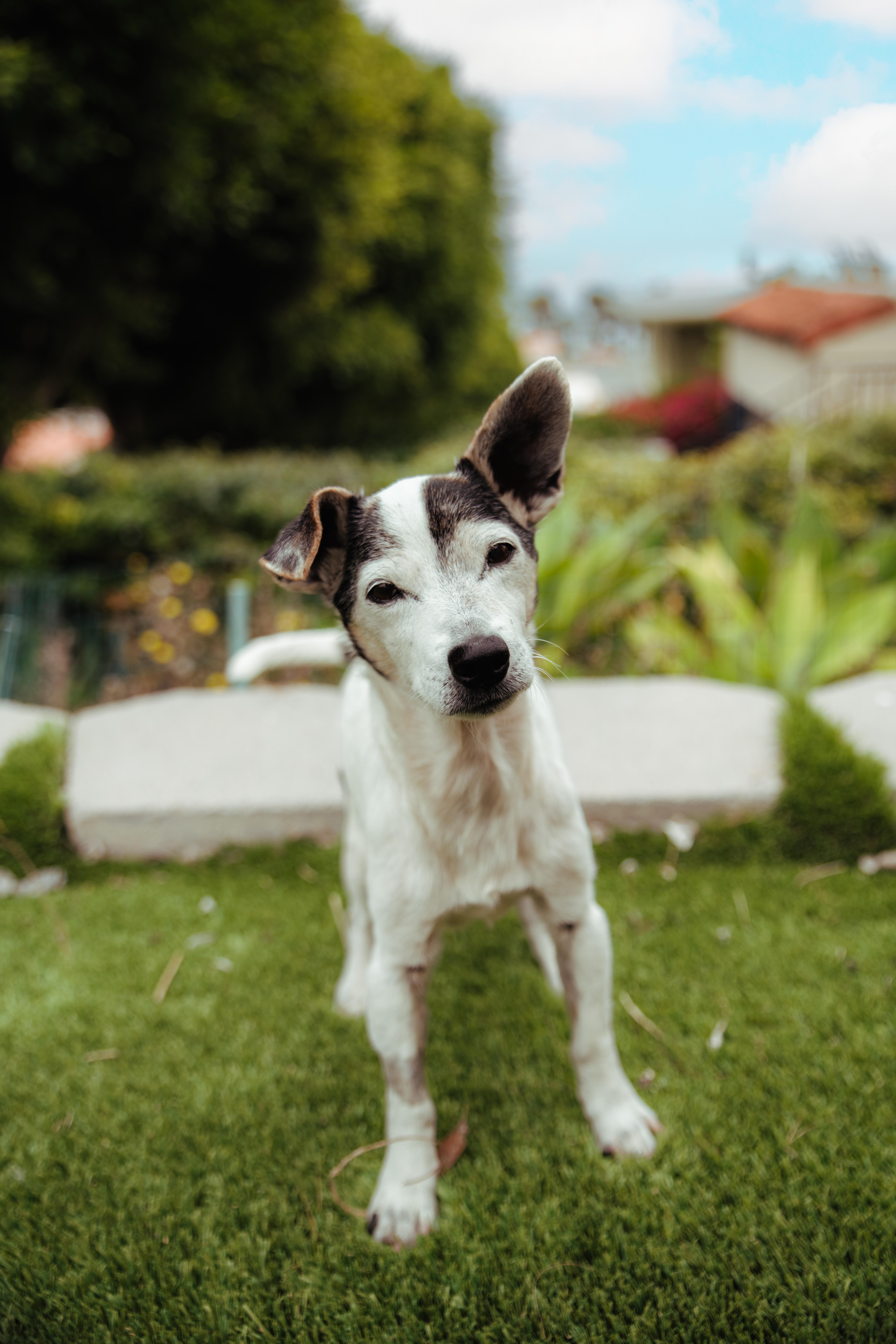 Enlarge Sonic, a Adoptable Jack Russell Terrier in West Hollywood, CA image 3/6