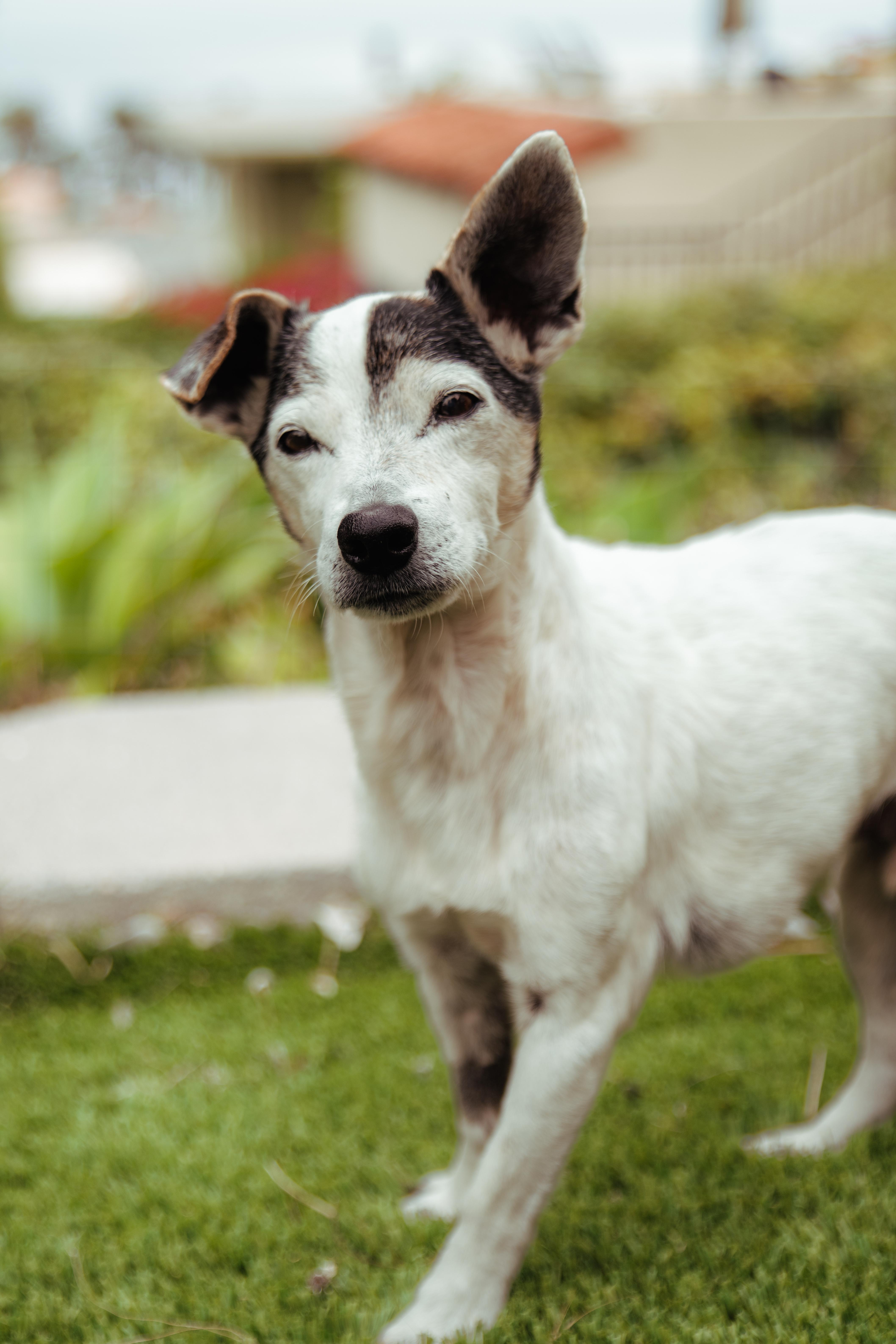 Enlarge Sonic, a Adoptable Jack Russell Terrier in West Hollywood, CA image 6/6