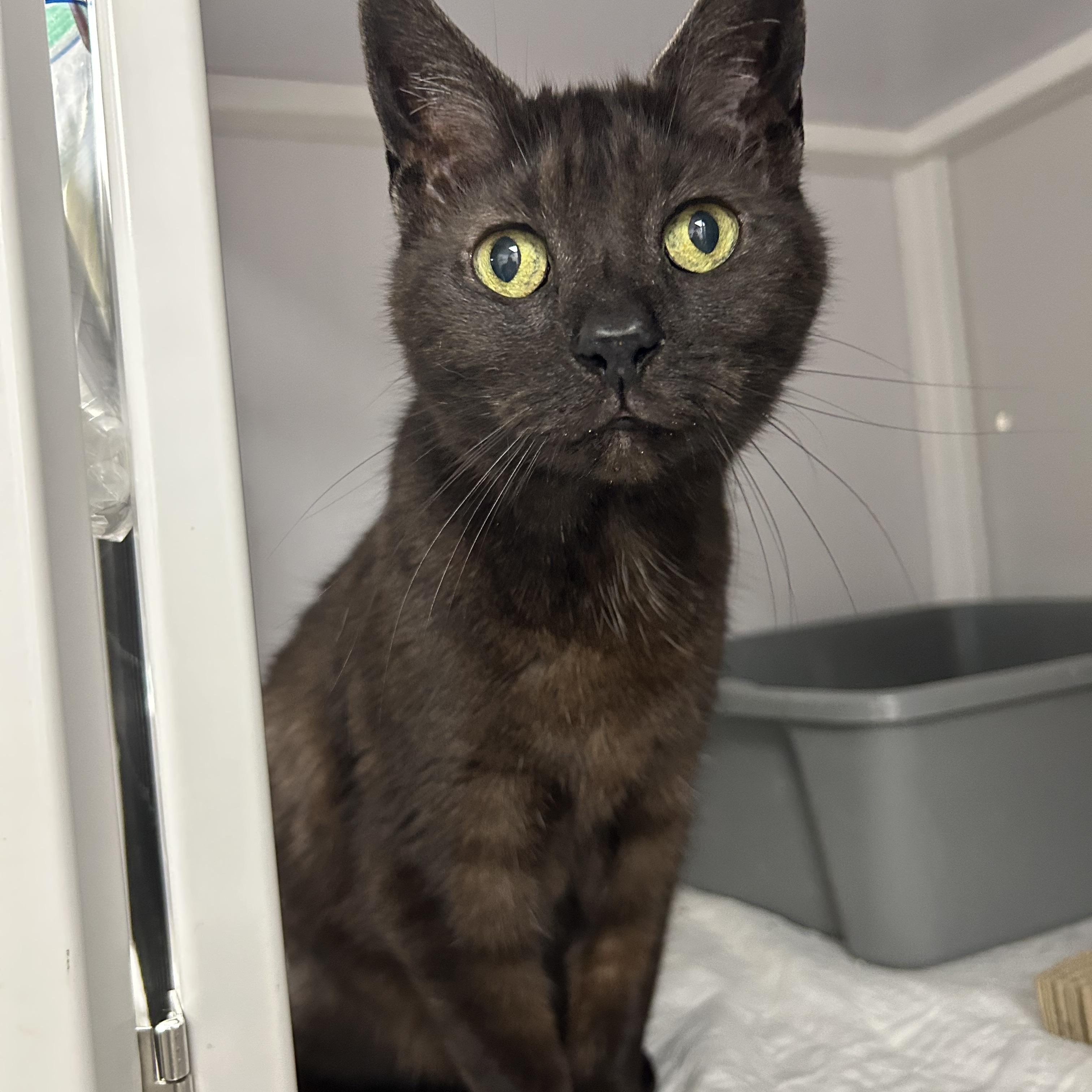 Tibby, ADOPTABLE, Senior Male Domestic Short Hair.