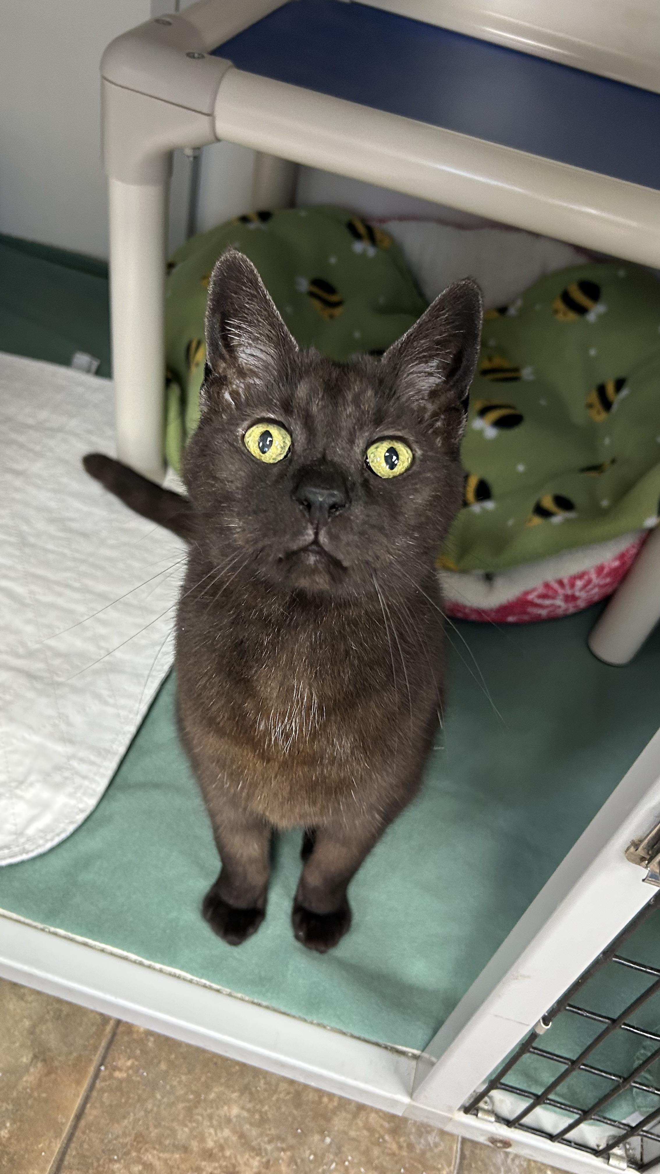 Enlarge Tibby, a ADOPTABLE Domestic Short Hair in White Oak, PA image 1/4