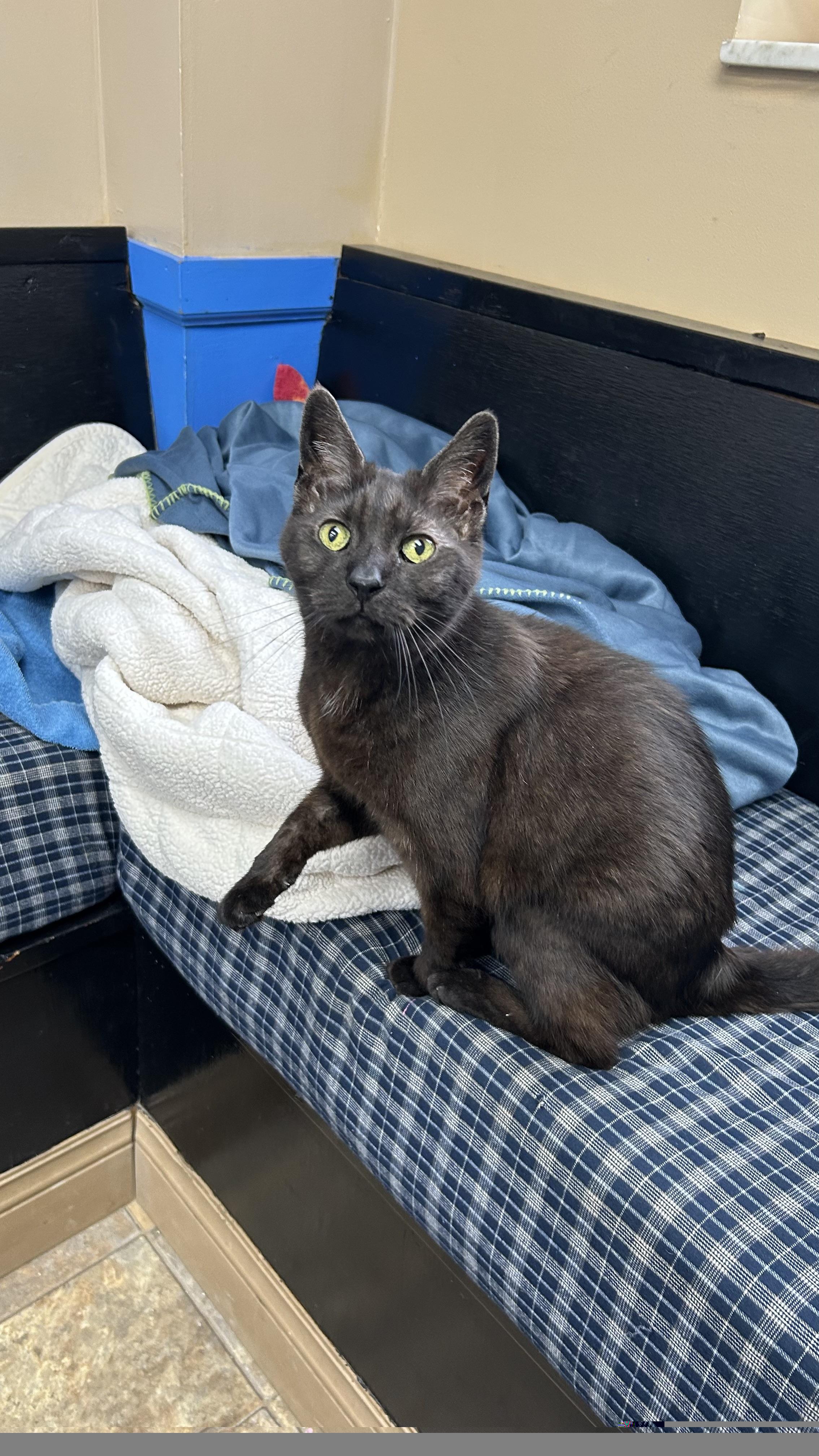 Enlarge Tibby, a ADOPTABLE Domestic Short Hair in White Oak, PA image 3/4