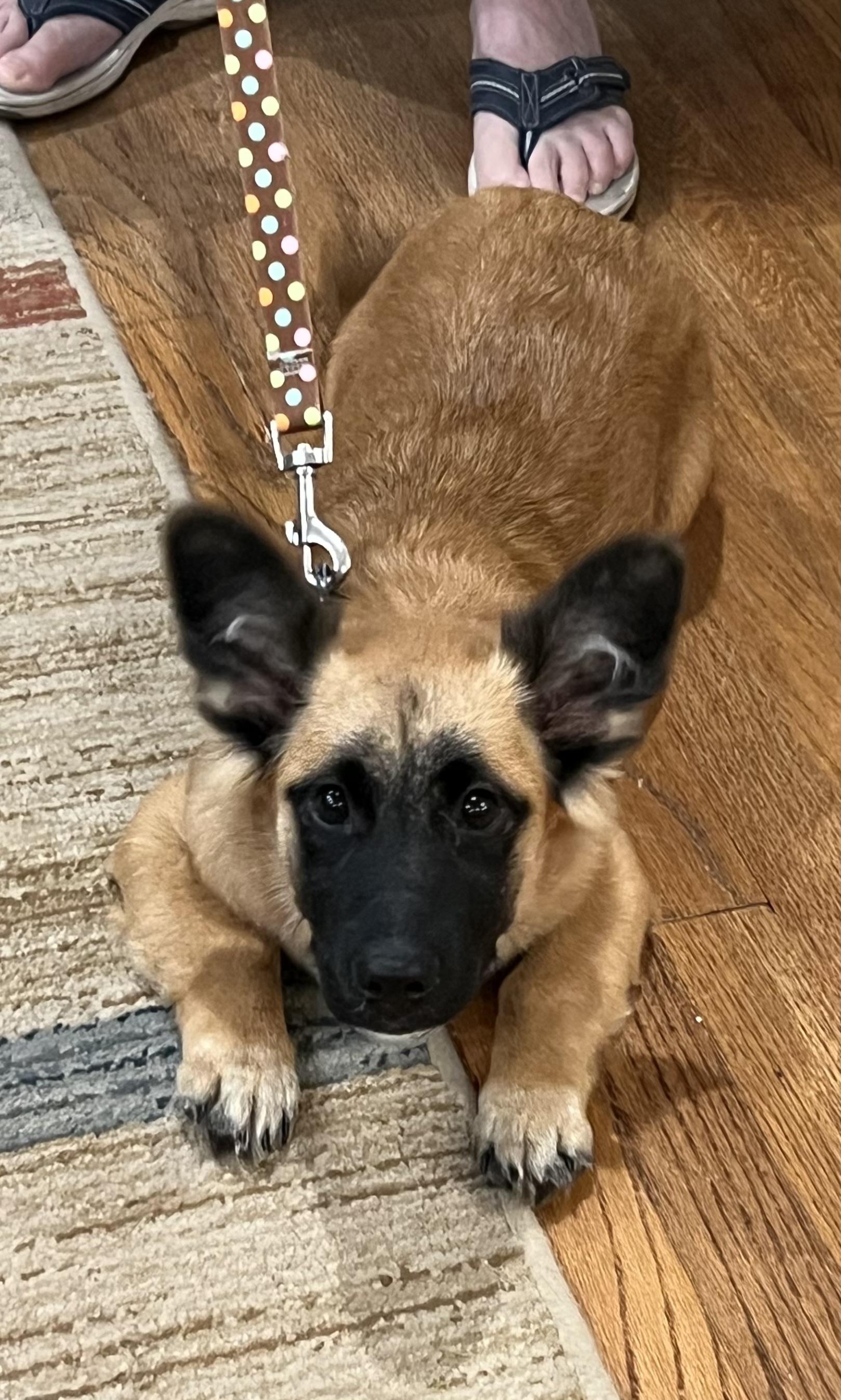 Enlarge Hamlet, a Adoptable Corgi in Bellaire, TX image 6/6