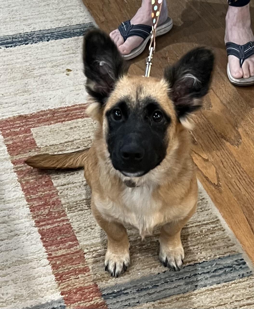Enlarge Hamlet, a Adoptable Corgi in Bellaire, TX image 2/6