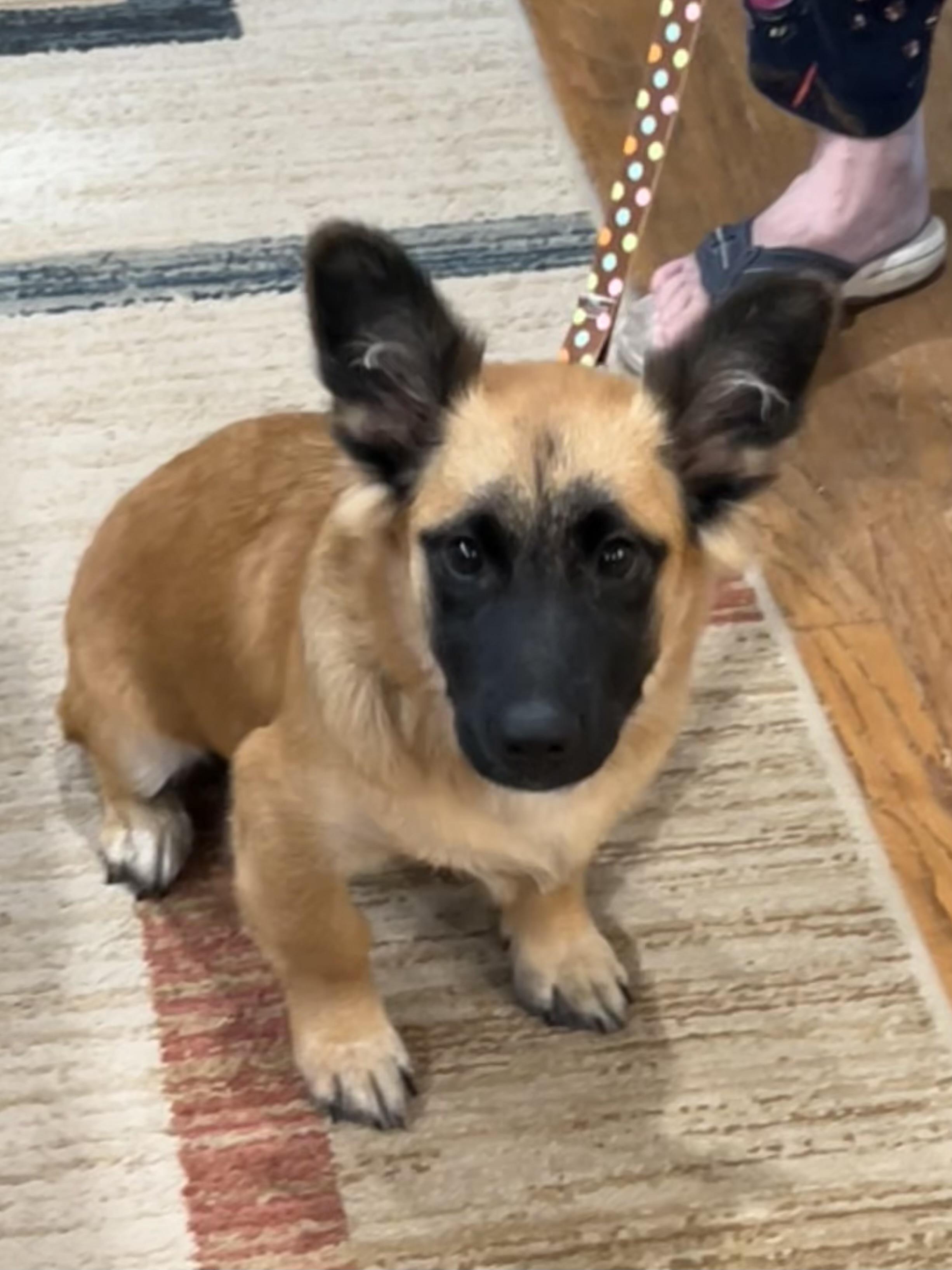 Enlarge Hamlet, a Adoptable Corgi in Bellaire, TX image 5/6