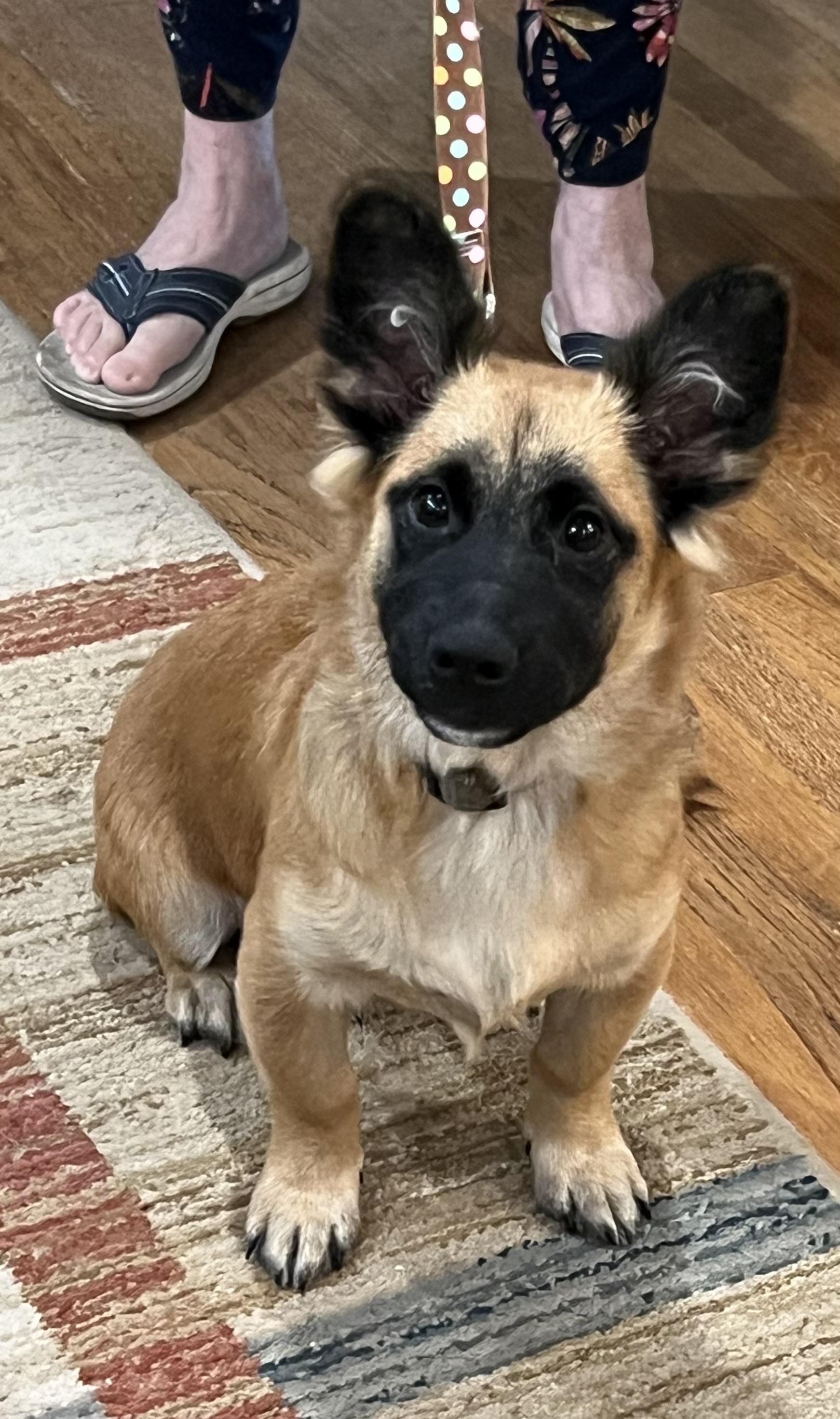 Enlarge Hamlet, a Adoptable Corgi in Bellaire, TX image 1/6