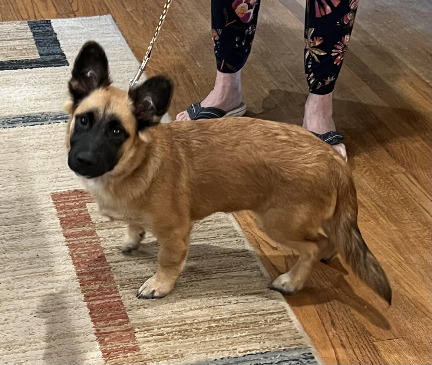 Enlarge Hamlet, a Adoptable Corgi in Bellaire, TX image 3/6