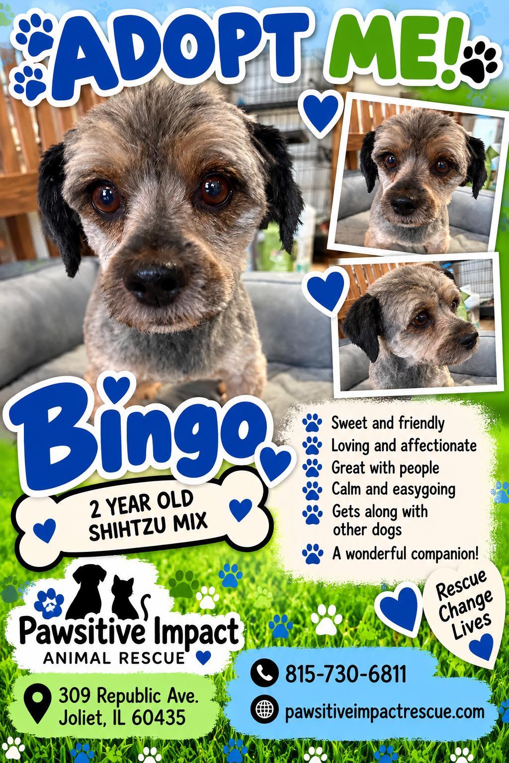 Bingo, Adoptable, Adult Male Shih Tzu & Lhasa Apso.