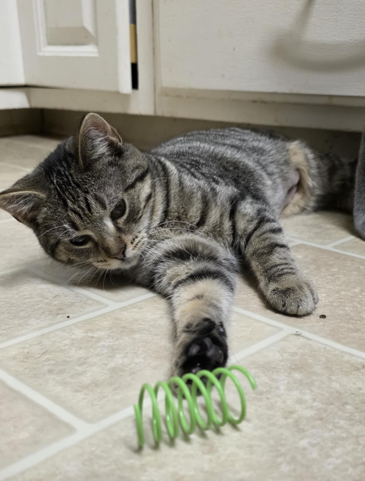 Enlarge Ellie, an adopted Domestic Short Hair in Mechanicsburg, PA image 2/5