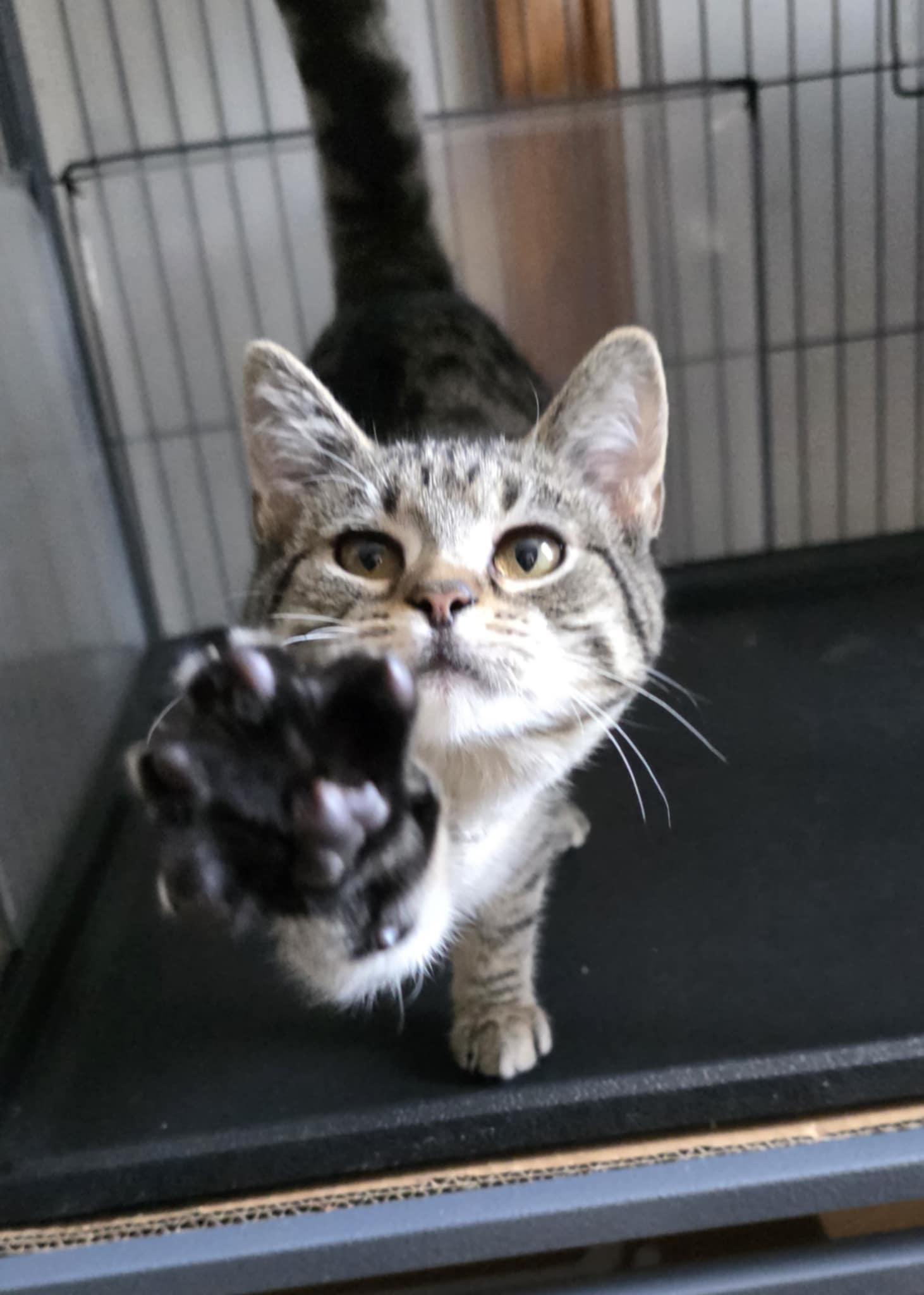 Enlarge Ellie, an adopted Domestic Short Hair in Mechanicsburg, PA image 1/5