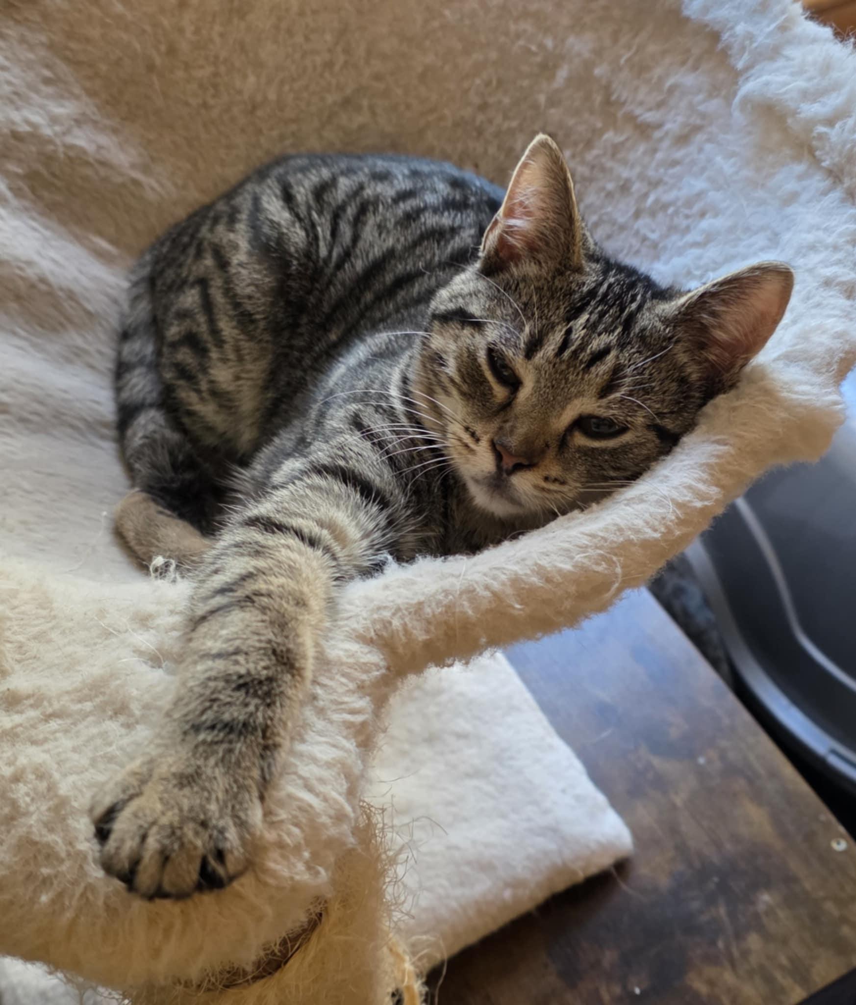 Enlarge Ellie, an adopted Domestic Short Hair in Mechanicsburg, PA image 3/5