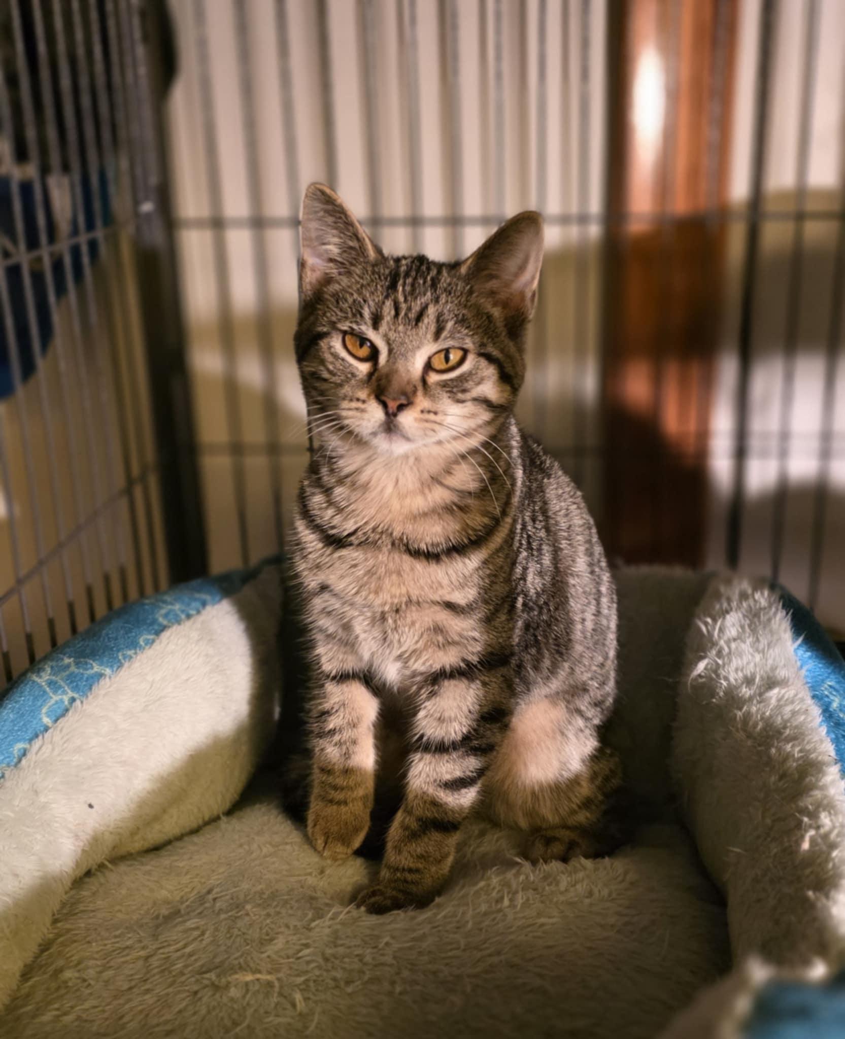 Enlarge Ellie, an adopted Domestic Short Hair in Mechanicsburg, PA image 4/5