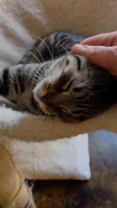 Enlarge Ellie, an adopted Domestic Short Hair in Mechanicsburg, PA video 5/5