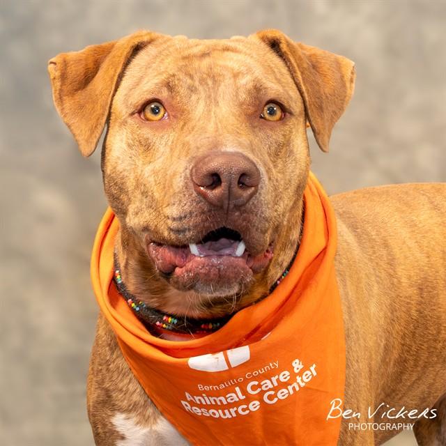 CARMELA, Adoptable, Young Female Pit Bull Terrier & Mixed Breed.