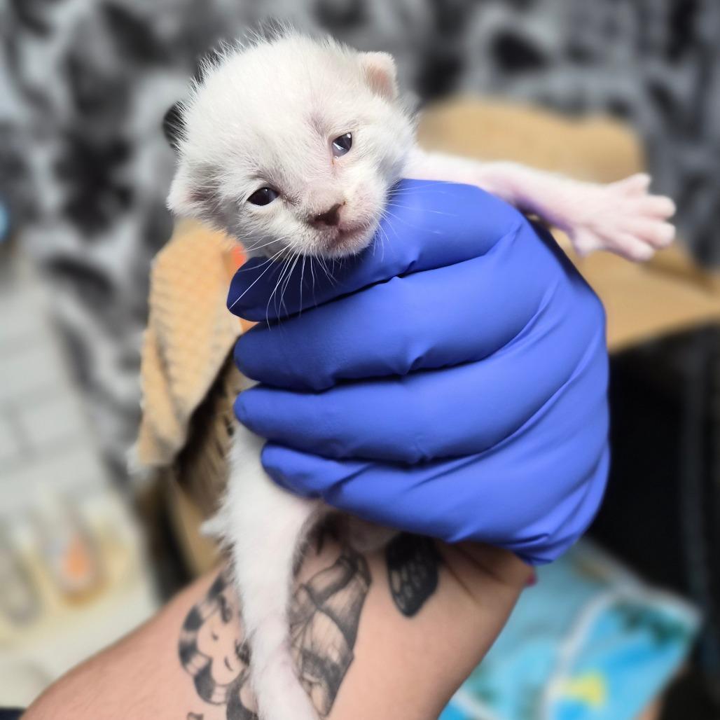 Enlarge Ivory (brown collar), a Adoptable Domestic Short Hair in Wahiawa, HI image 1/1