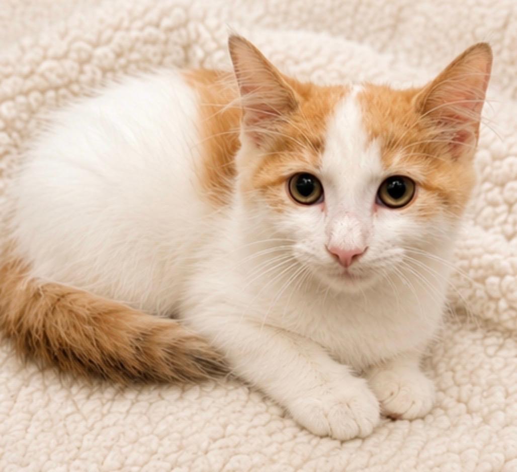 Carl Dean, Adoptable, Kitten Male Domestic Medium Hair.