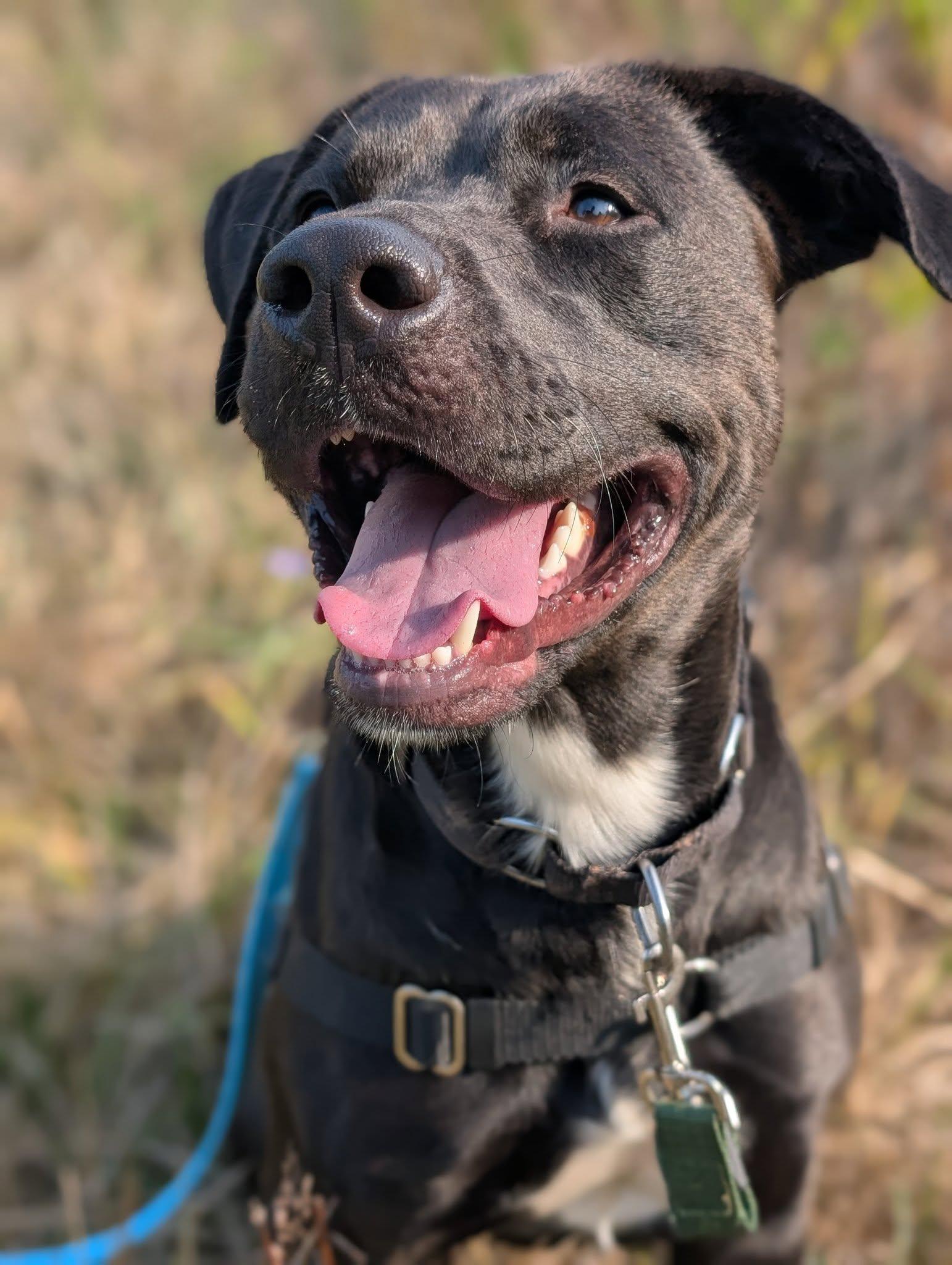 King, an adoptable Mixed Breed in Bellingham, WA, 98226 | Photo Image 5