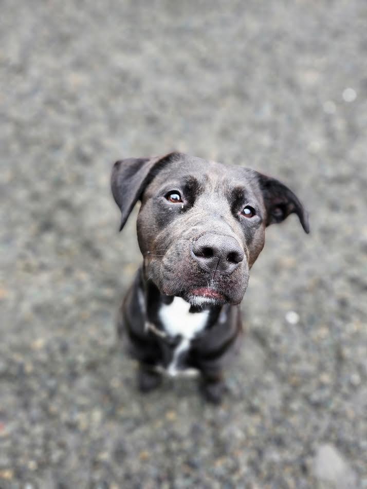 King, an adoptable Mixed Breed in Bellingham, WA, 98226 | Photo Image 1