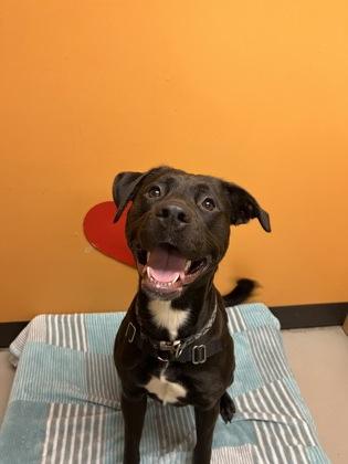 King, an adoptable Mixed Breed in Bellingham, WA, 98226 | Photo Image 5