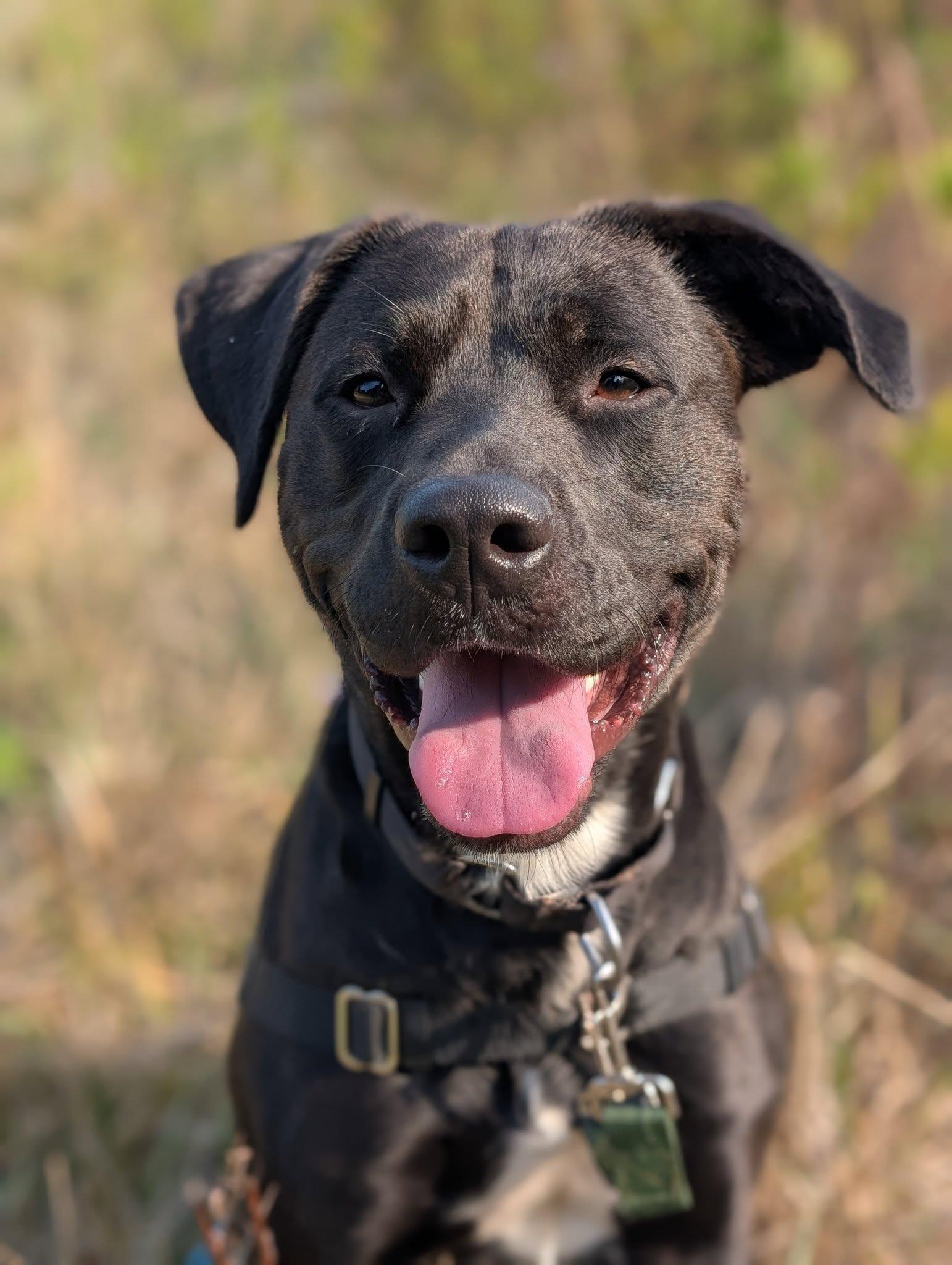 King, an adoptable Mixed Breed in Bellingham, WA, 98226 | Photo Image 4