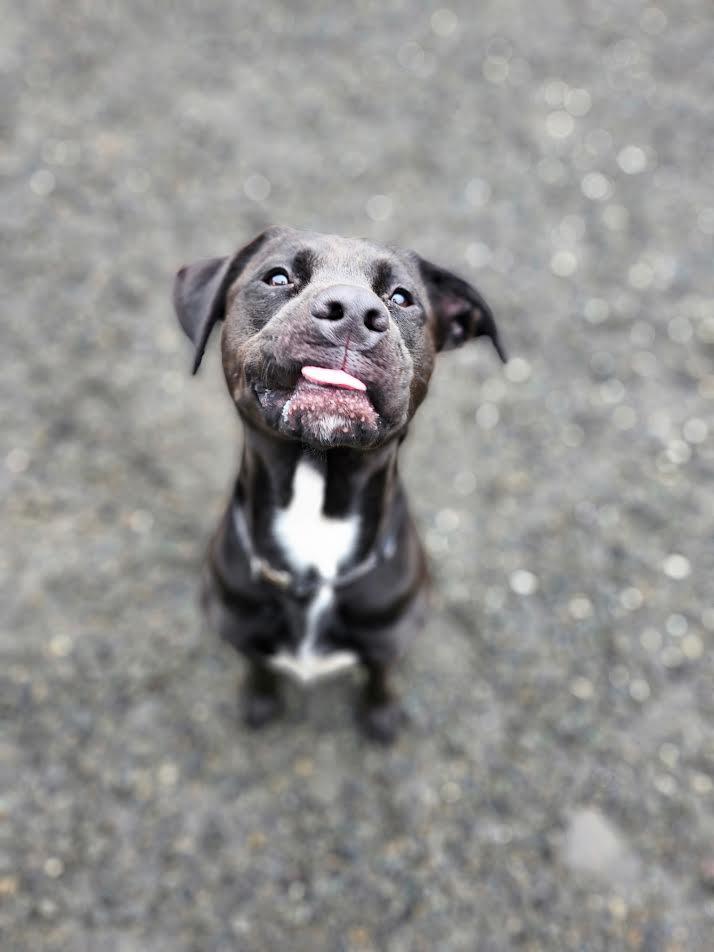 King, an adoptable Mixed Breed in Bellingham, WA, 98226 | Photo Image 4