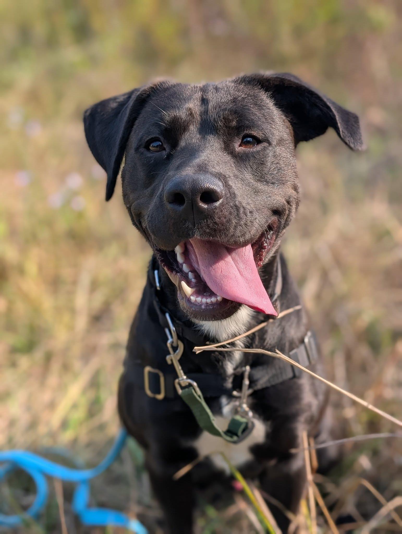 King, an adoptable Mixed Breed in Bellingham, WA, 98226 | Photo Image 1