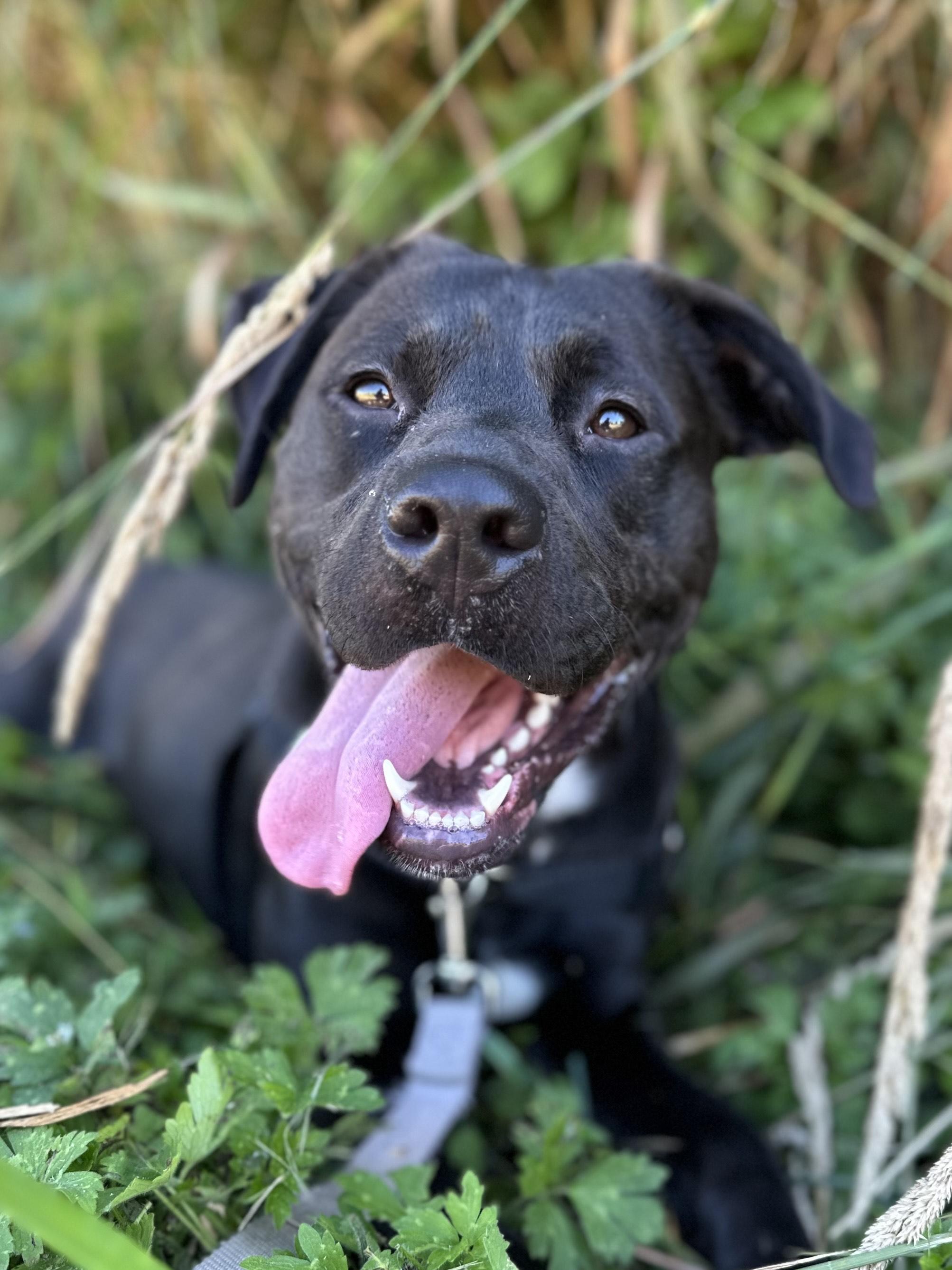 King, an adoptable Mixed Breed in Bellingham, WA, 98226 | Photo Image 3