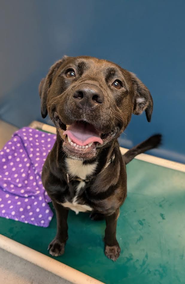 King, an adoptable Mixed Breed in Bellingham, WA, 98226 | Photo Image 3
