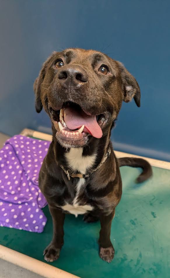 King, an adoptable Mixed Breed in Bellingham, WA, 98226 | Photo Image 2