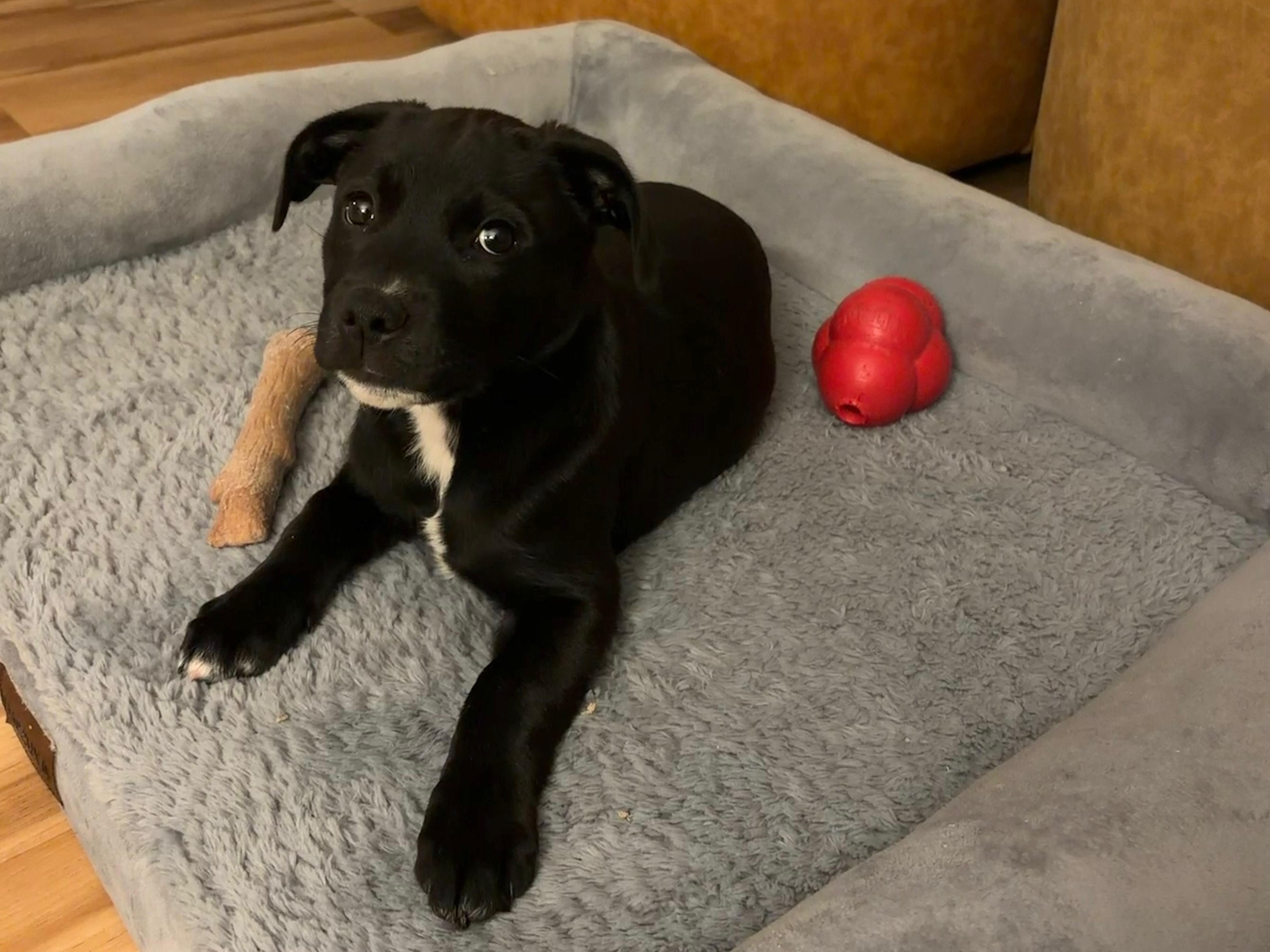Enlarge Skye, a Adoptable mixed breed in River Vale, NJ image 1/3