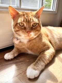 Romi, a Adoptable mixed breed in Saugerties, NY image 1/3