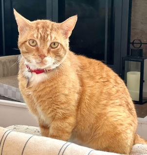 Romi, a Adoptable mixed breed in Saugerties, NY image 2/3