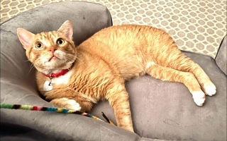 Romi, a Adoptable mixed breed in Saugerties, NY image 3/3