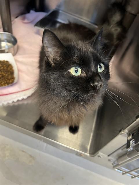 Enlarge HARIBO, a Adoptable Domestic Long Hair in Augusta, GA image 1/1