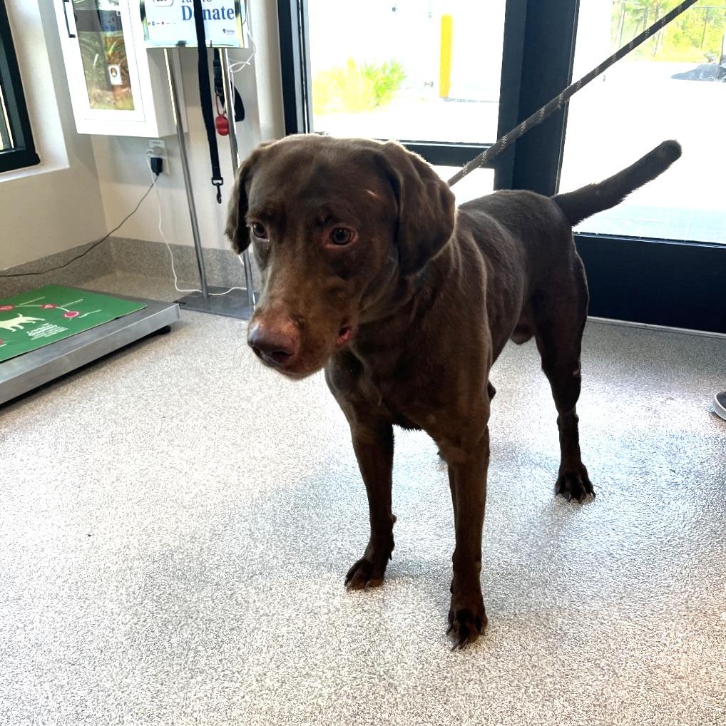 Arcus, Adoptable, Adult Male Chocolate Labrador Retriever.
