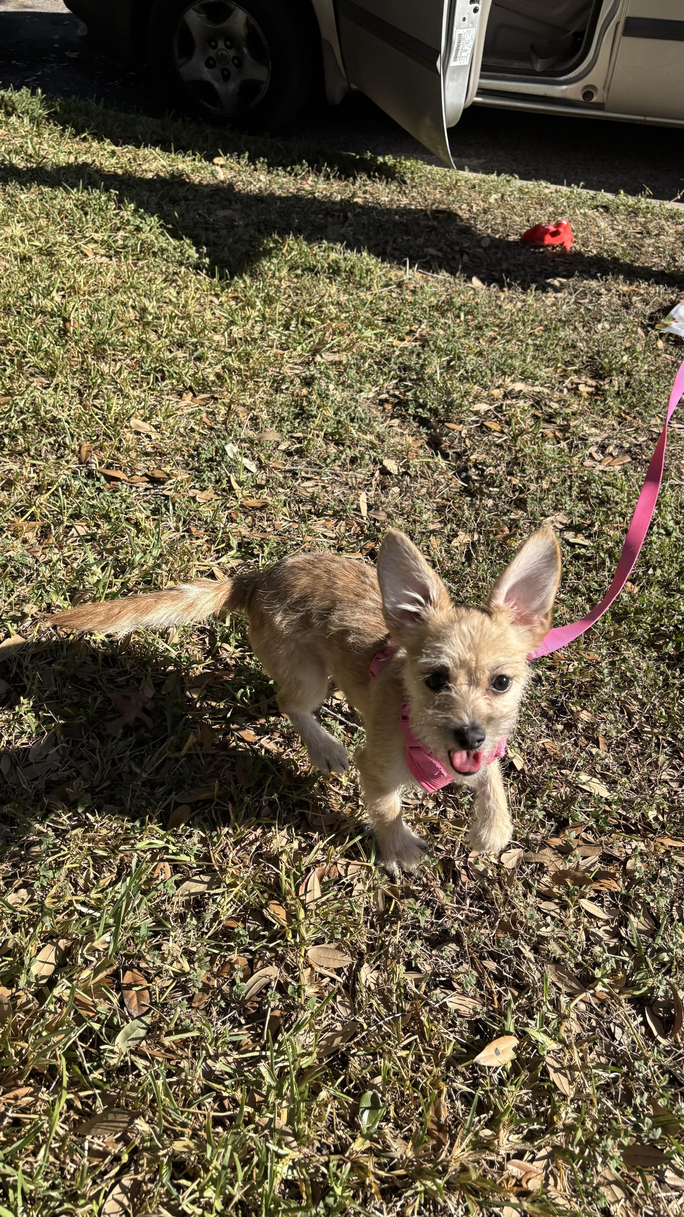 Lunabell thumbnail 3