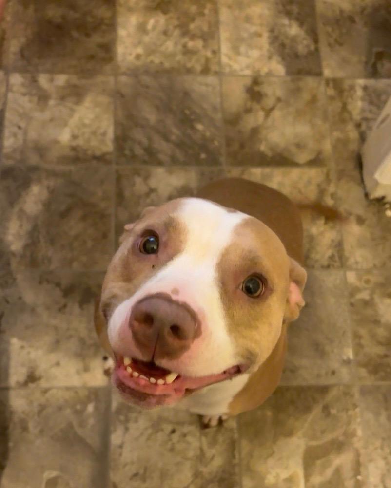 Enlarge Kona, a Adoptable American Staffordshire Terrier in Latham, NY image 4/4