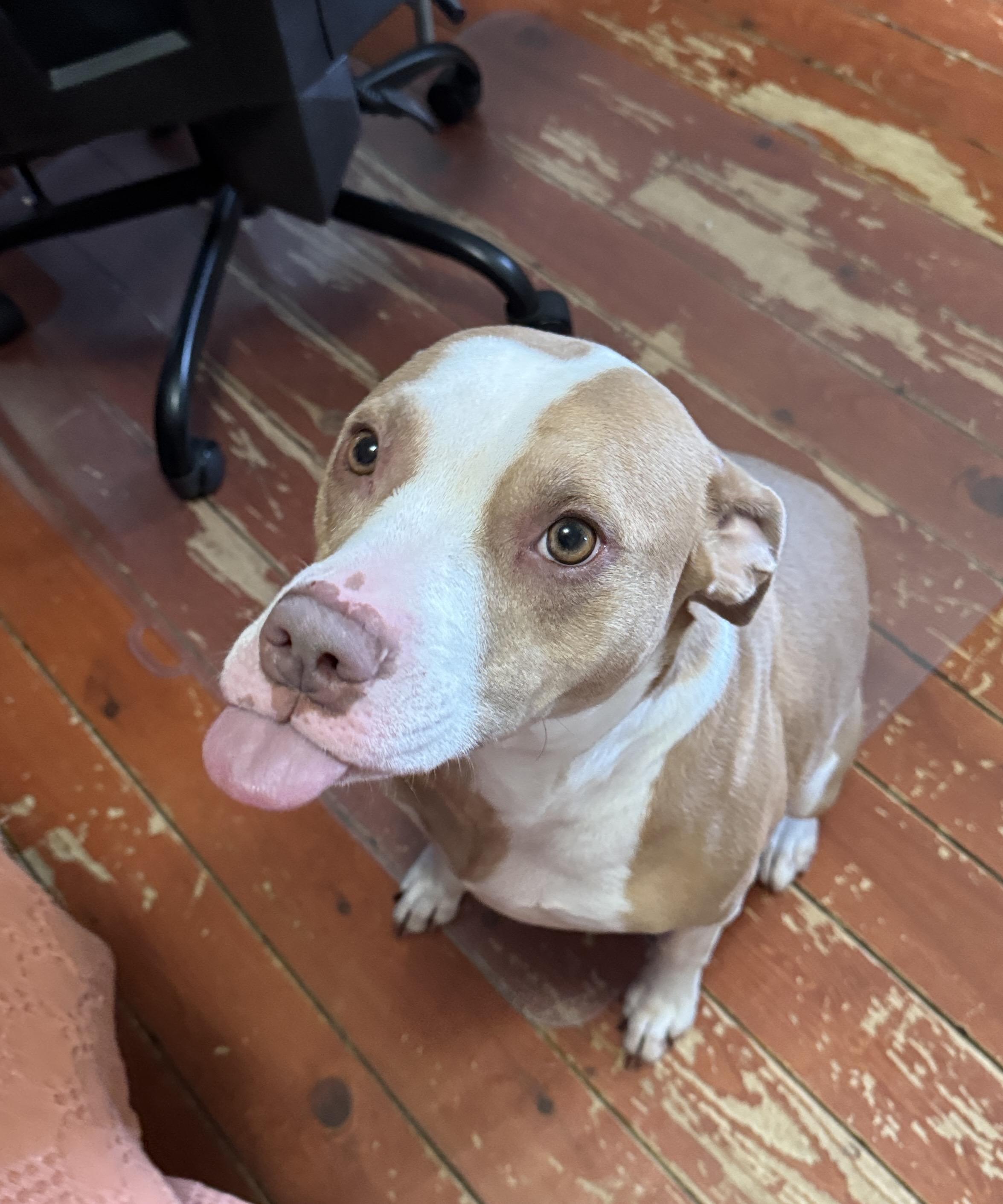 Enlarge Kona, a Adoptable American Staffordshire Terrier in Latham, NY image 3/4