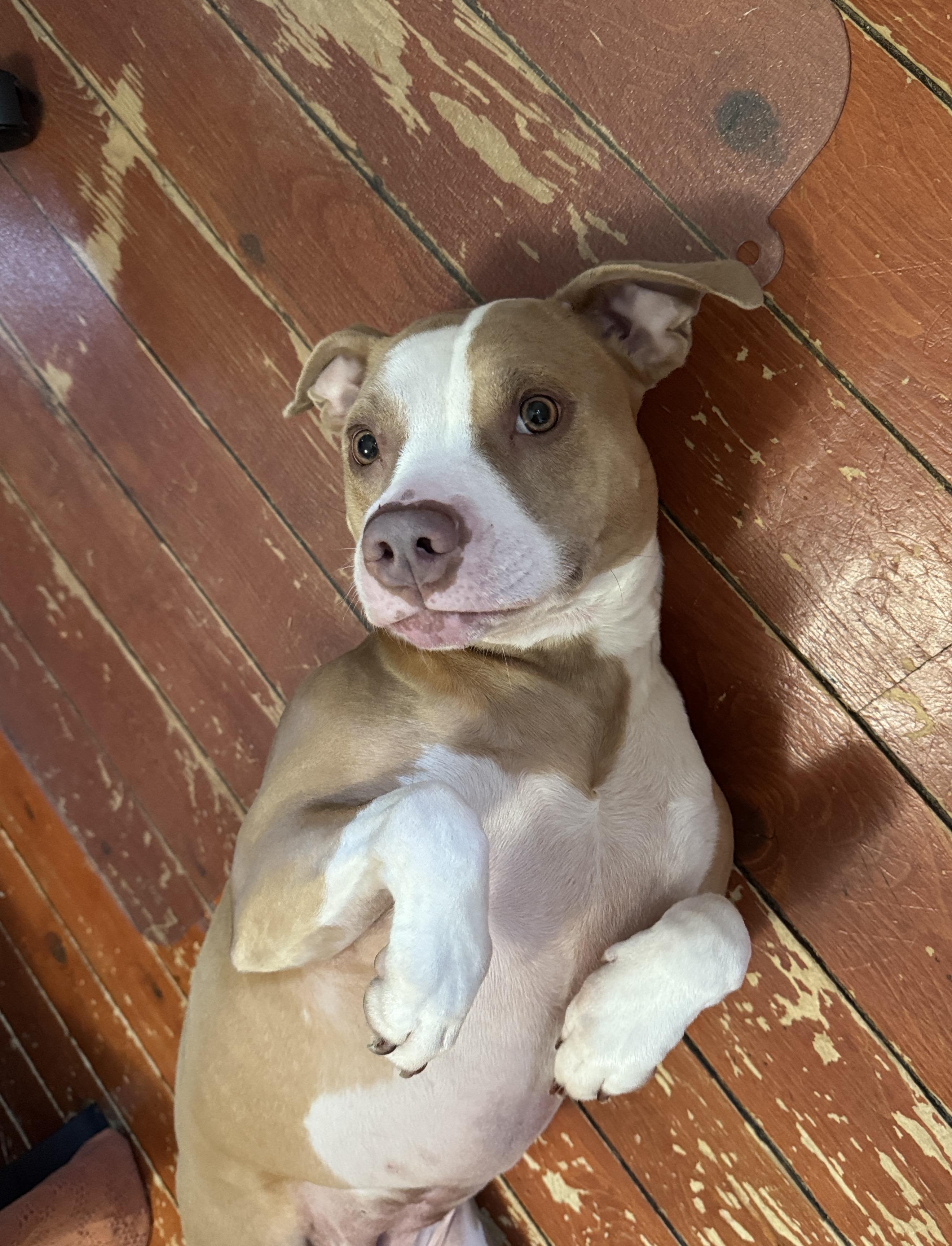 Kona, Adoptable, Adult Female American Staffordshire Terrier.