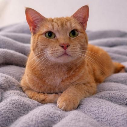 Olivia, Adoptable, Adult Female Domestic Short Hair & Domestic Short Hair.