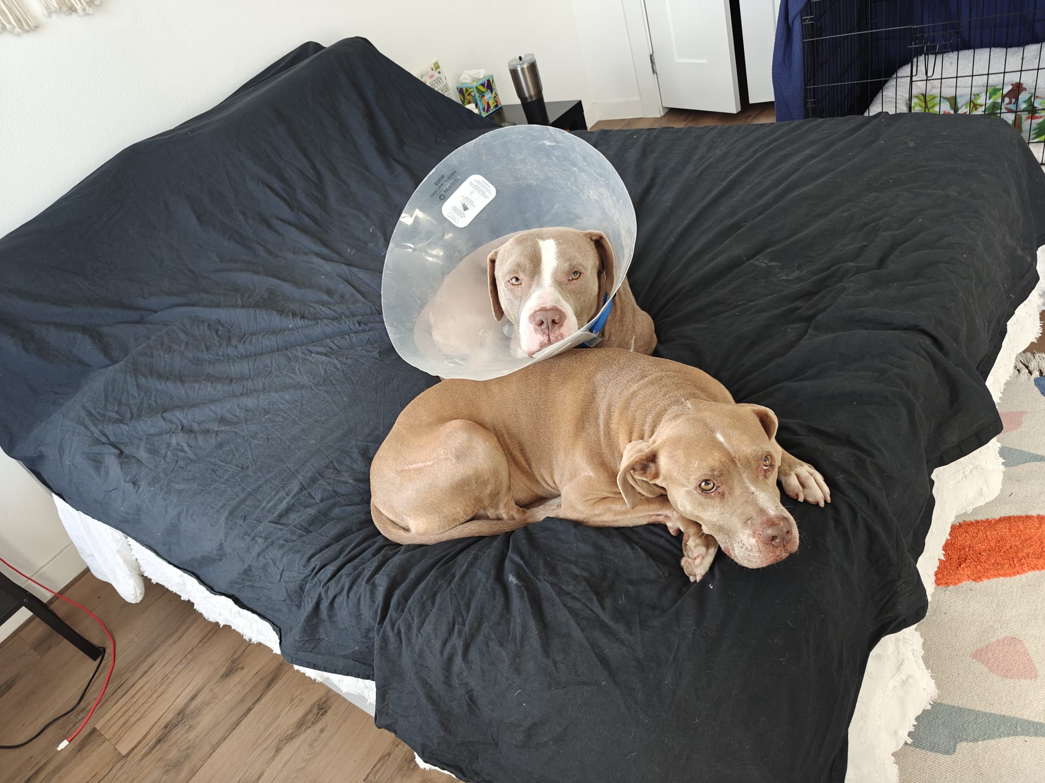 Enlarge Barry, a other mixed breed in Maple Shade, NJ image 3/6