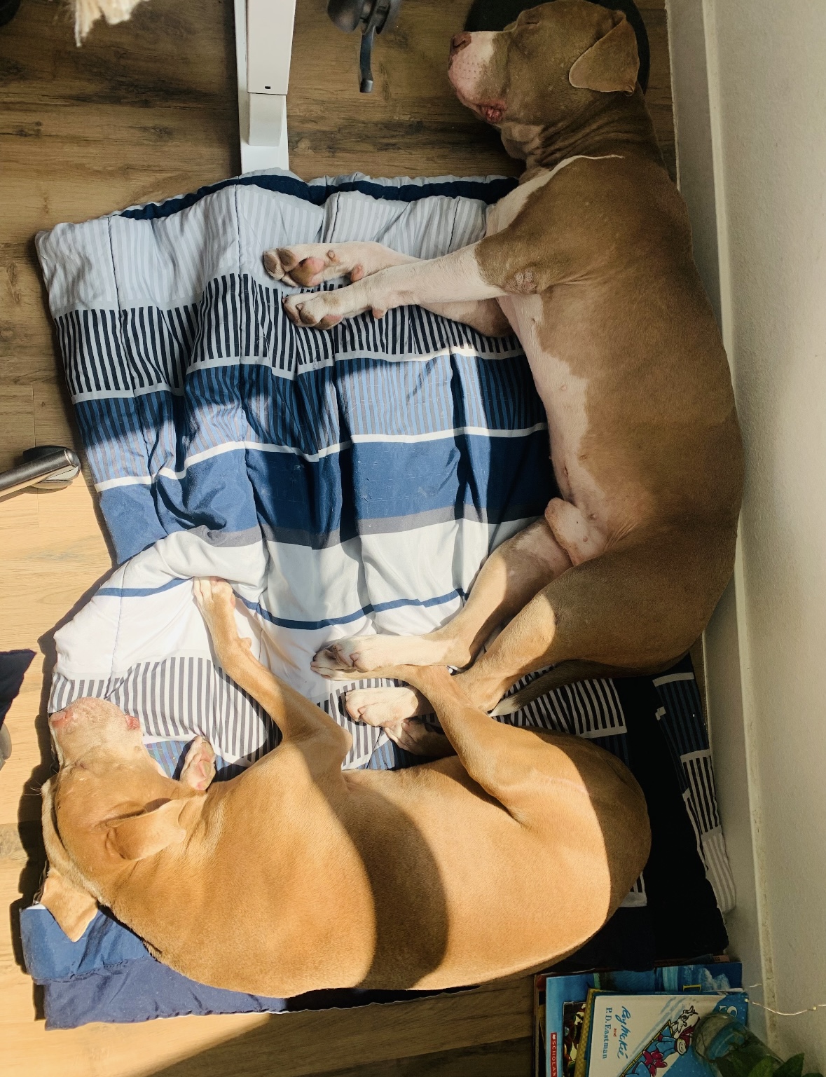 Enlarge Barry, a other mixed breed in Maple Shade, NJ image 6/6