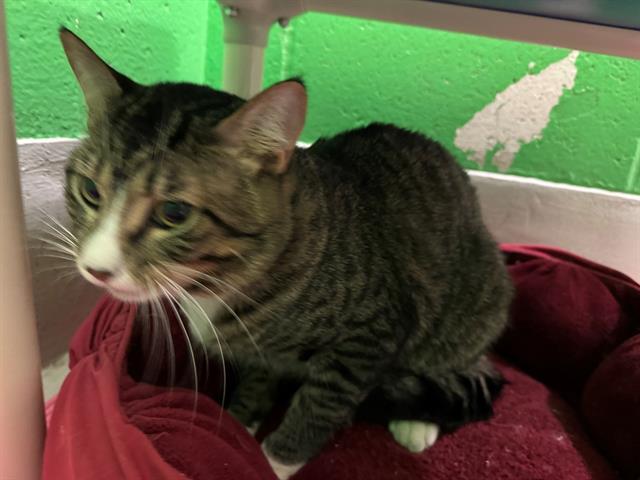 PANTS, Adoptable, Young Male Domestic Short Hair.