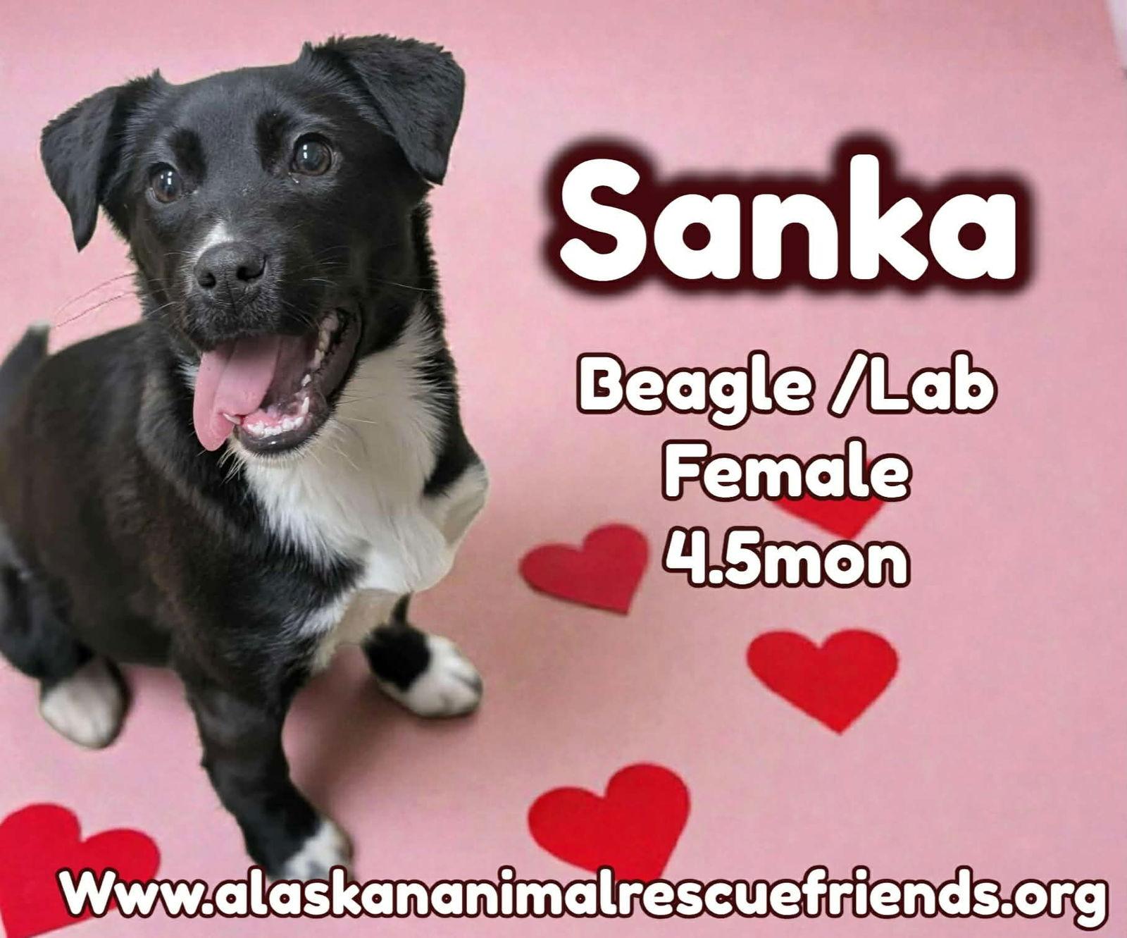 Sanka, Adoptable, Puppy Female Labrador Retriever & Beagle.