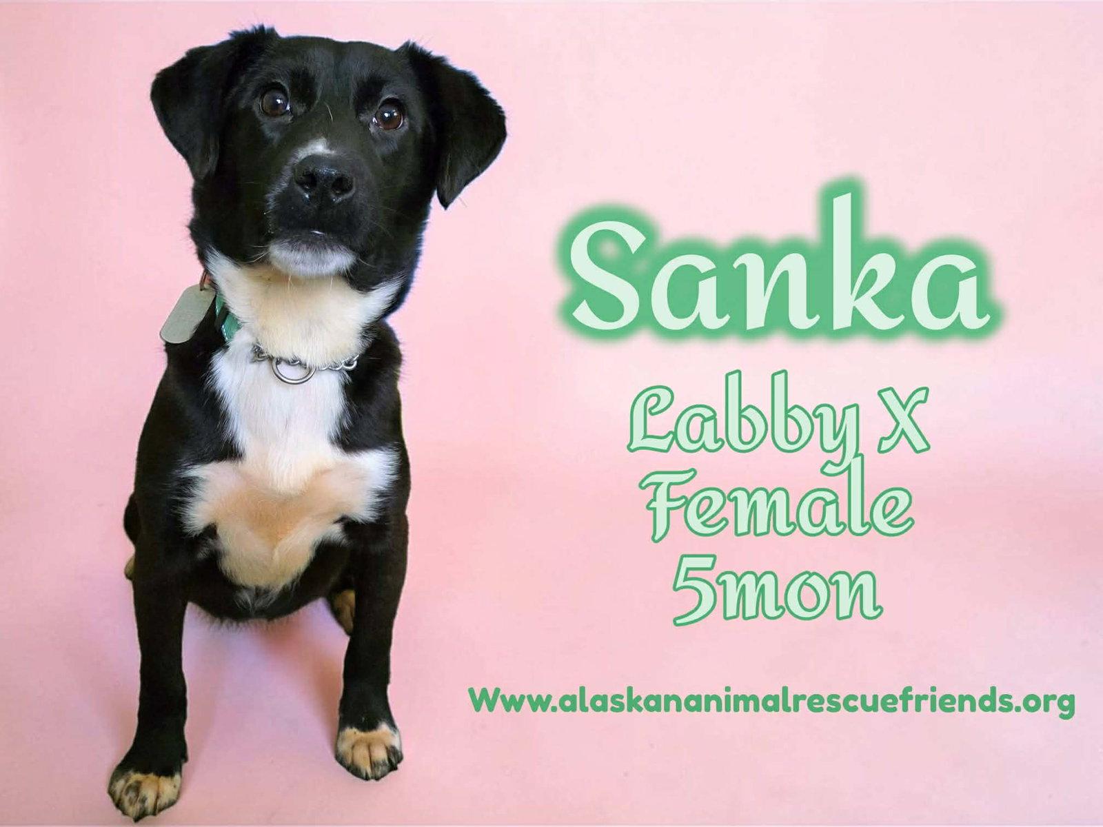 Enlarge Sanka, a Adoptable mixed breed in Anchorage, AK image 2/2