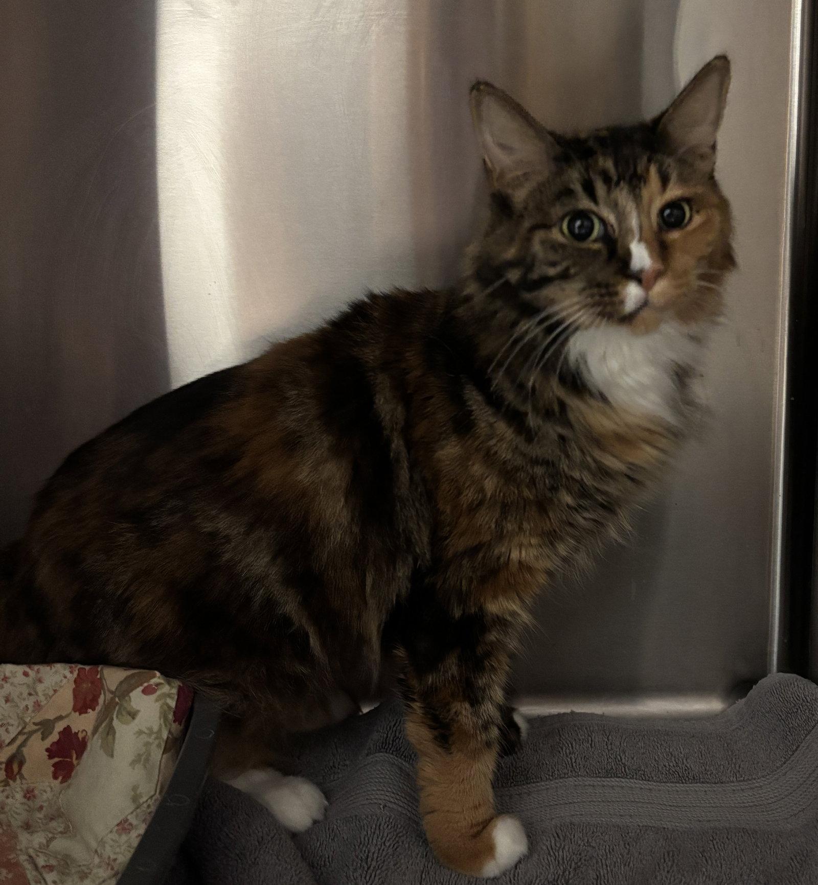 Rosey ( BC), Adoptable, Adult Female Calico & Domestic Long Hair.