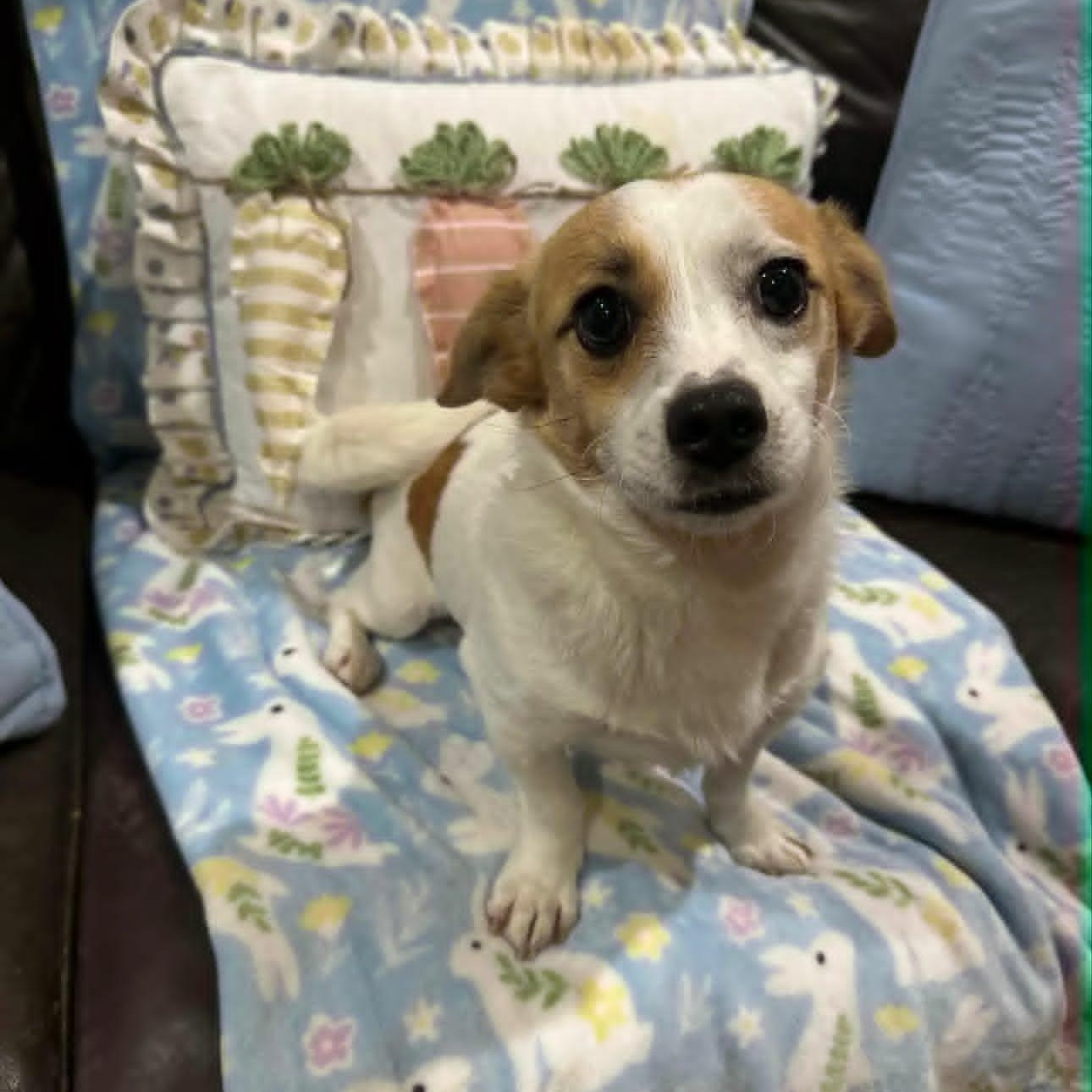 Jojo, a Adoptable mixed breed in Live Oak, FL image 1/3