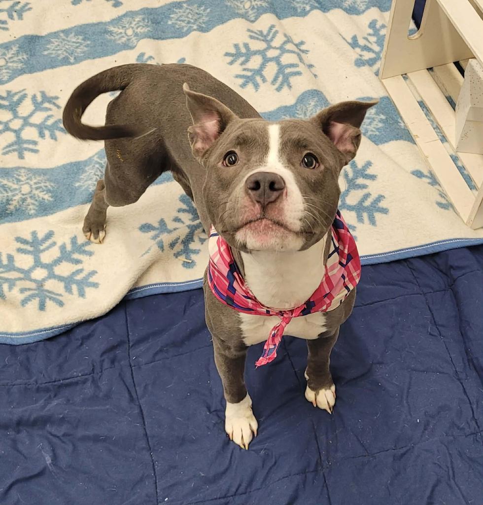 Dodge Ball, Adoptable, Young Female Mixed Breed.