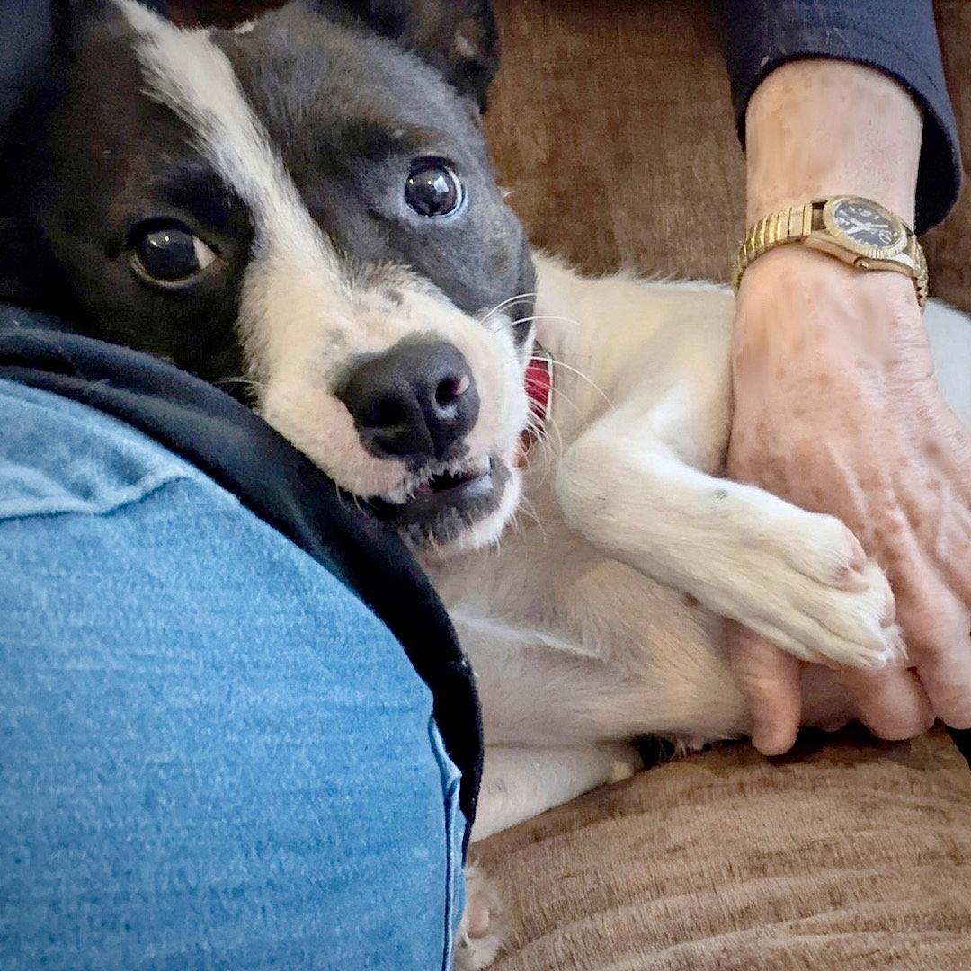 Enlarge Fontina (TN), a Adoptable mixed breed in Chattanooga, TN image 3/3