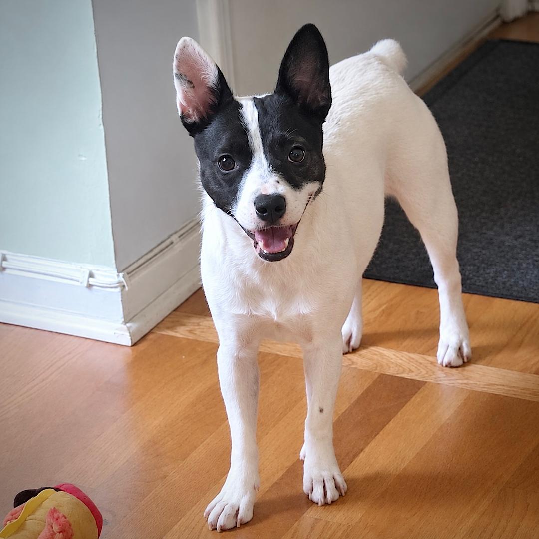 Enlarge Fontina (TN), a Adoptable mixed breed in Chattanooga, TN image 2/3