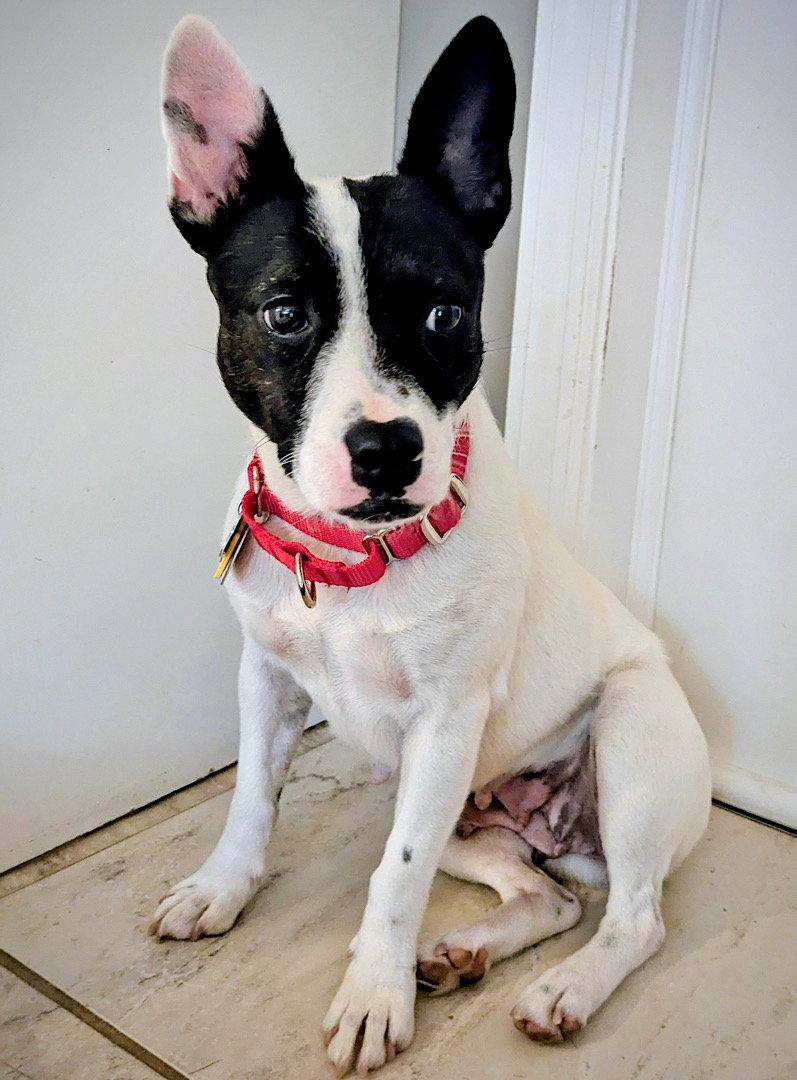 Enlarge Fontina (TN), a Adoptable mixed breed in Chattanooga, TN image 1/3
